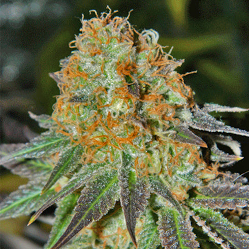 Cream Of The Crop - Cash Crop Auto